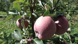 В Крыму собрали 50 000 тонн яблок