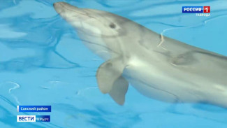Дельфин Кимми вернулся домой: спасённую в Заозёрном афалину выпустили в открытое море