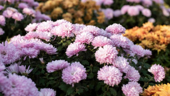 В Симферополе в декабре высадят около 40 тысяч цветов