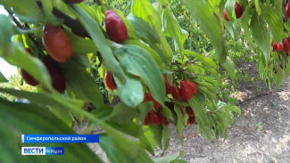 Крымский фермер вывел собственные сорта кизила и высадил из них сад