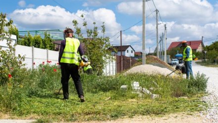 Коммунальные службы Симферополя борются с амброзией