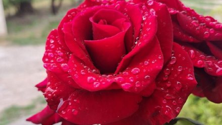 Восемь тысяч кустов роз высадят в Симферополе за две недели