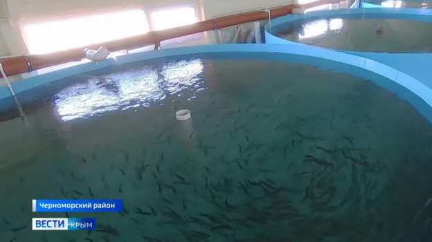 Рыбу по уникальной технологии выращивают в Крыму