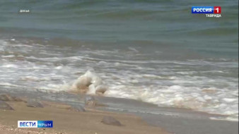 В Азовском море в связи с повышением солёности воды выросло количество медуз
