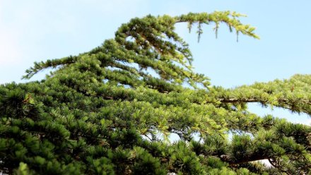 В Севастополе в память о военкорах высадили кедры