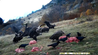 В Крыму все больше хищных птиц прилетают за пищей на подкормочные площадки