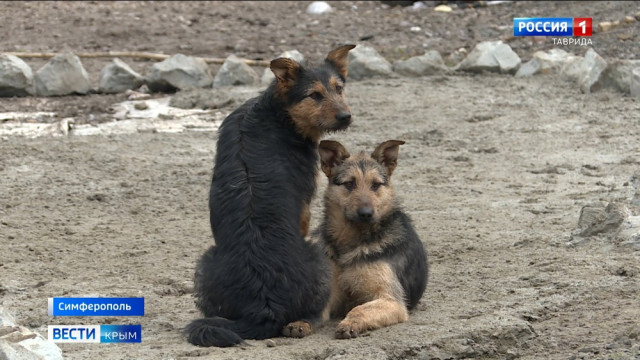 Бездомных собак из Донецка привезли в крымский приют