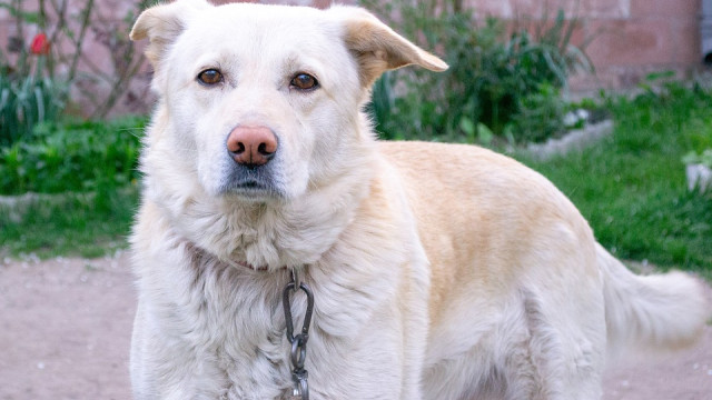 В Крыму не хватает выгульных площадок для собак
