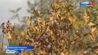 В Крыму приступили к восстановлению лесных насаждений