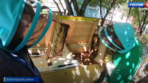 Пчеловоды Крыма готовятся откачивать мед