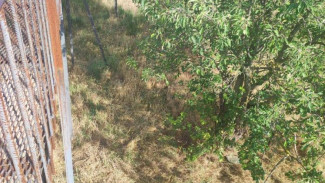 Прокуратура Крыма контролирует расследование уголовного дела по факту нападения хищника на директора парка львов «Тайган» Олега Зубкова 