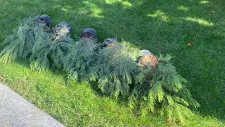 В Ялте идёт масштабная осенняя высадка зелёных насаждений