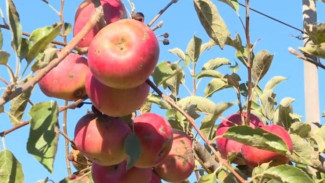 КамАЗ с яблоками отправили из Крыма в зону СВО