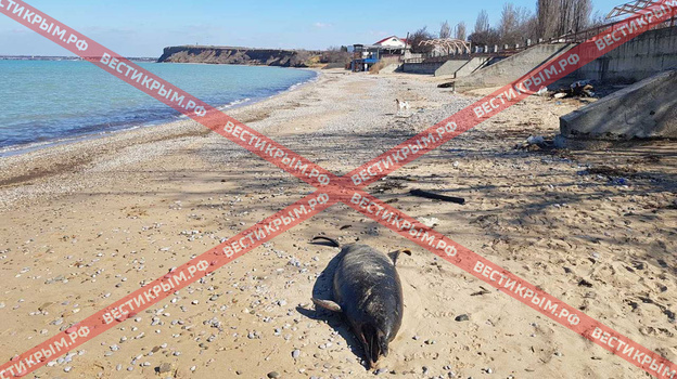 На берег в Крыму выбросило труп дельфина