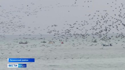 В Крым на зиму начали массово слетаться птицы, которых раньше не было на полуострове