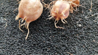 Крымские ученые вывели новые сорта черного тмина