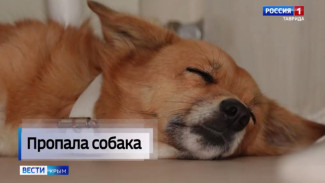 Потерявшаяся на Крымском мосту собака по кличке Буся нашлась