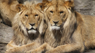Прокуратура выявила нарушения в зоопарках Керчи