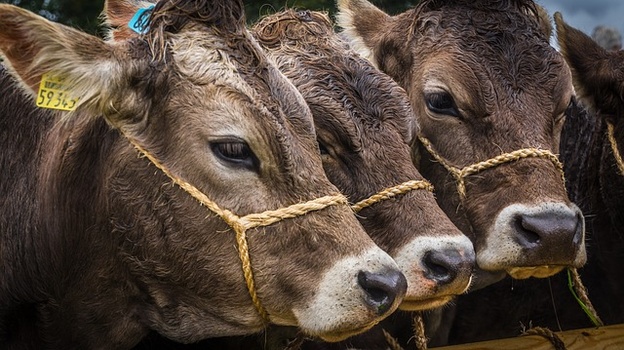 В Крым пытались незаконно ввезти крупный рогатый скот