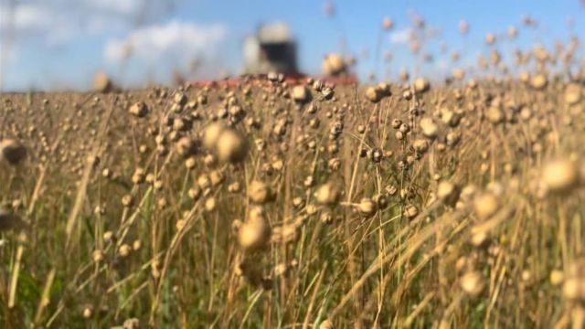 Кампания по уборке льна проходит на полуострове