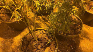 Жительница Кировского района разбила дома цветник из наркотических растений