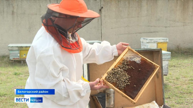 Качество мёда и здоровье пчёл проверяют ветеринары на пасеках Крыма
