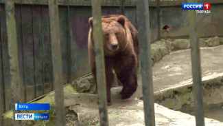 В крымском зоопарке на Крещение родились медвежата