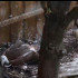 В Симферопольском зооуголке вылупился птенец белоголового сипа