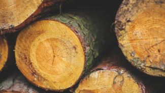 Два браконьера получили срок за вырубку деревьев в Бахчисарайском районе