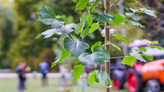 В Симферополе высадили липовую аллею 