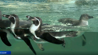 Пингвины из Африки поселились в крымском зоопарке