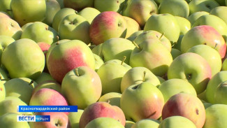 165 тонн летних яблок собрали в Крыму