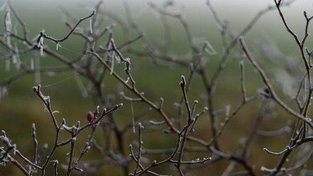 Заморозки придут в Крым уже завтра