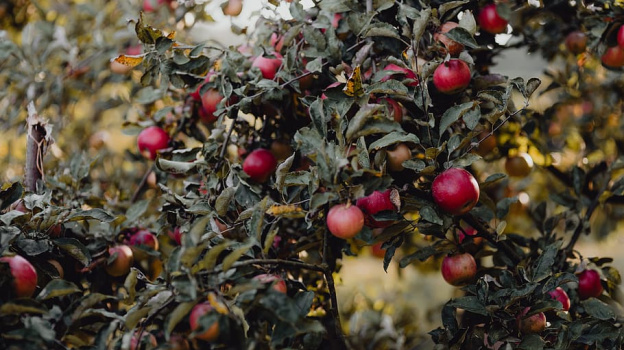 Новый яблоневый сад появится в Бахчисарайском районе Крыма