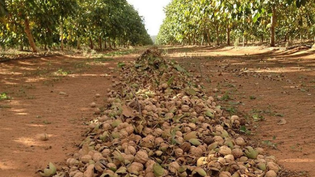 В Крыму урожай грецкого ореха, миндаля и фундука планируется собрать с 446 гектаров