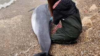 Из-за вылова камбалы в Черном море гибнуть дельфины 