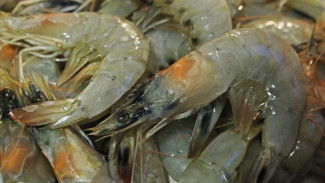 Крымчанина осудят за незаконную добычу креветки