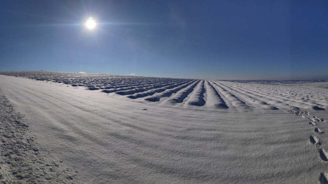 Знаменитые лавандовые поля в Крыму накрыло толстым слоем снега 