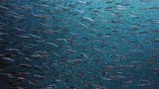 В Чёрном море могут исчезнуть все рыбы