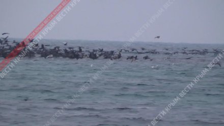 В севастопольской сотни бакланов организовали коллективный обед на воде [ВИДЕО]