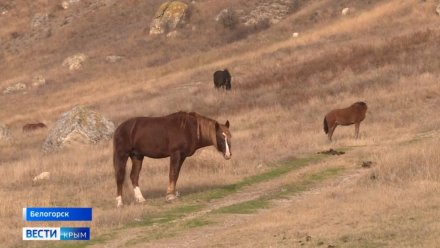 В Крыму лошади восстанавливают здоровье людям