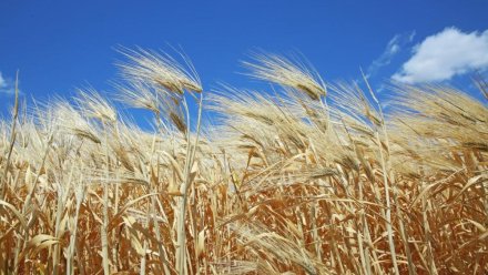 85 единиц сельхозтехники отправят из Крыма в Херсон и Запорожье