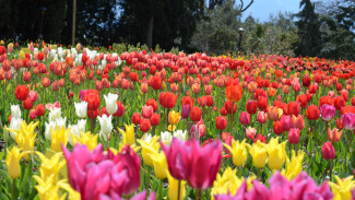 В Ялте высадят 40 тысяч тюльпанов
