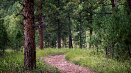 Ялтинский заповедник вновь открыт для туристов