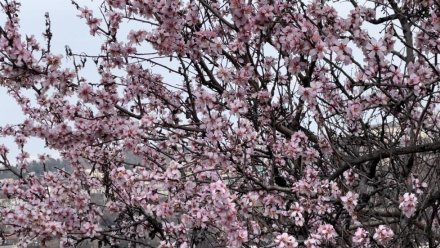 В Севастополе началось массовое цветение деревьев