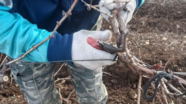 Крымские аграрии начали обрезать виноградники