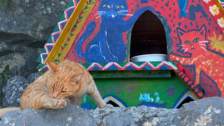 В Ялте установили двухэтажные апартаменты для кошек