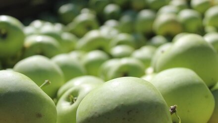 Крымские аграрии за сезон собрали более 100 тысяч тонн ягод и фруктов 