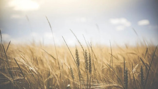 Для Крыма могут вывести засухоустойчивый сорт пшеницы