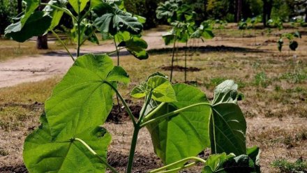  В парке Гагарина в Симферополе обновили павловниевый сад